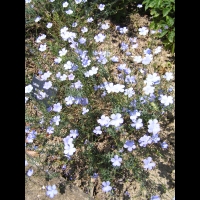 Lin - Linum Narbonense (fam Linacees) (Ouest Mediteraneen) (01)